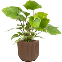 QUVIO Bloempot cement - 15 x 15 x 14 cm - Bruin