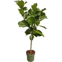 Markenlos Ficus Lyrata, stam - 160 cm - diameter 27 cm