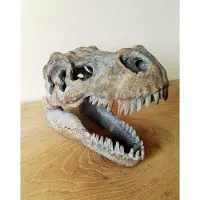 Nemesis Now - Schedels - Tyrannosaurus Rex Schedel - Beeld - 16cm