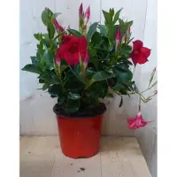 Warentuin Collection Dipladenia Mandevilla Sundaville rood h30 cm