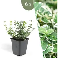 Plants by Frank | 6 Bonte Kardinaalsmuts Planten | Euonymus 'Emerald 'n Gaity' | Winterharde bodembedekker planten | tuinplanten | Winterharde vaste planten meerjarig | Winterharde tuinplanten