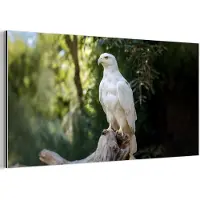 MuchoWow Aluminium schilderij 160x80 cm - Wanddecoratie metaal - Arend - Hout - Wit - Planten - Metalen muurdecoratie woonkamer - Decoratie industrieel - Foto op dibond - Industriële accessoires slaapkamer