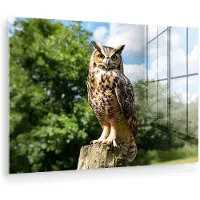 MuchoWow Glasschilderij 180x120 cm - Schilderij acrylglas - Uil - Boomstronk - Bos - Lucht - Foto op glas - Muurdecoratie woonkamer - Wanddecoratie slaapkamer - Schilderijen