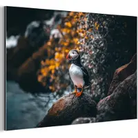MuchoWow Aluminium schilderij 180x120 cm - Wanddecoratie metaal - Papegaai - Vogel - Rots - Wit - Metalen muurdecoratie woonkamer - Decoratie industrieel - Foto op dibond - Industriële accessoires slaapkamer