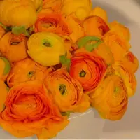 QFB Gardening Ranunculus Aviv oranje | 10 stuks | Oranje | Snijbloem