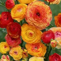 QFB Gardening Ranunculus picotee Orange | 10 stuks | Oranje | Snijbloem