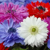QFB Gardening Anemone St. Brigid | 25 stuks | Meerkleurig | verwilderend