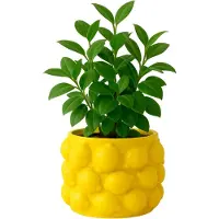 MISOU Citroenvaas - 14x14cm - Bloempot - met Citroenen - Plantenpot - Bloempotten - voor Binnen - en Buiten - Citroen - Vaas - Medium - Cement - CITRINE