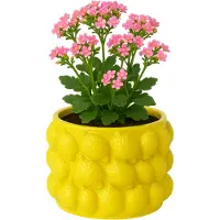 MISOU Citroenvaas - 12x12cm - Bloempot - met Citroenen - Plantenpot - Bloempotten - voor Binnen - en Buiten - Citroen - Vaas - Small - Cement - CITRINE