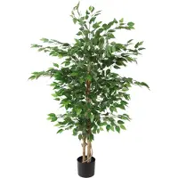Countryfield Ficus benjamina S groen