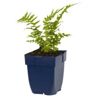 Griffioen - Matteuccia struthiopteris