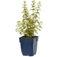 Griffioen - Fuchsia 'Riccartonii'
