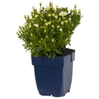 Griffioen - Aster (D) 'Schneekissen'