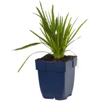 Griffioen - Liatris spicata 'Alba'