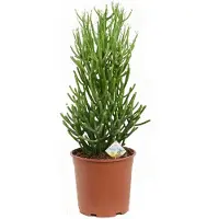 Intratuin Biologische Potloodplant (Euphorbia Tirucalli) D 17 H 45 Cm