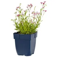 Griffioen - Gypsophila rep. 'Rosa Schonheit'