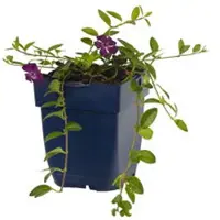 Griffioen - Vinca minor 'Atropurpurea'