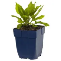 Griffioen - Omphalodes verna