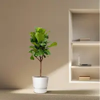 Everspring Ficus Lyrata Boom - 180 cm - ⌀30 - Grote Kamerplanten - Vioolbladplant - Indoor Decoratie - Luchtzuiverend