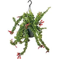 Intratuin Lipstickplant In Hangpot (Aeschynanthus 'Rasta') D 15 H 30 Cm