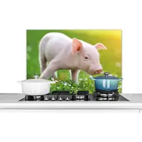KitchenYeah Spatscherm keuken 80x55 cm - Kookplaat achterwand Dieren - Biggetje - Varken - Muurbeschermer - Spatwand fornuis - Hoogwaardig aluminium