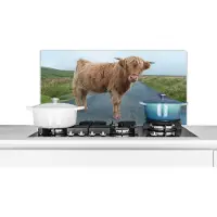 KitchenYeah Spatscherm keuken 80x40 cm - Kookplaat achterwand Schotse Hooglander - Weg - Gras - Muurbeschermer - Spatwand fornuis - Hoogwaardig aluminium