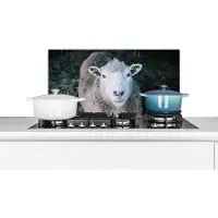 KitchenYeah Spatscherm keuken 70x30 cm - Kookplaat achterwand Schaap - Dieren - Vee - Muurbeschermer - Spatwand fornuis - Hoogwaardig aluminium