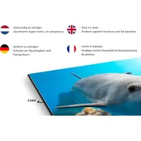 KitchenYeah Spatscherm keuken 100x65 cm - Kookplaat achterwand Dolfijn - Zee - Koraal - Muurbeschermer - Spatwand fornuis - Hoogwaardig aluminium