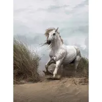 A.S. Création Fotobehang White Wild Horse DD119076 Designwalls Grijs Vlies 192 X 260 cm (4 delen) Fotobehang online webshop