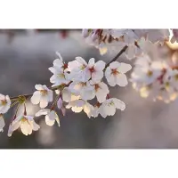 A.S. Création Fotobehang Cherry Blossoms DD119047 Designwalls Zwart Antraciet Vlies 384 X 260 cm (8 delen) 3D Fotobehang op maat