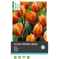 Intratuin Bloembollen Tulp (Tulipa 'Prinses Irene') 10 Stuks
