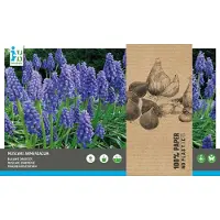Intratuin Bloembollen Blauw Druifje (Muscari Armeniacum) 75 Stuks