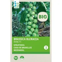 Intratuin Biologisch Groentezaad Spruitkool (Brassica Oleracea 'Doric)