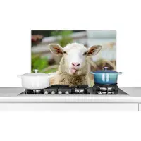KitchenYeah Spatscherm keuken 70x50 cm - Kookplaat achterwand Schaap - Dieren - Wol - Muurbeschermer - Spatwand fornuis - Hoogwaardig aluminium