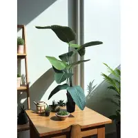 Nova Nature Strelitzia Nicolai medium green 160cm