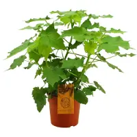 Intratuin Kamerlinde (Sparmannia Africana) D 17 H 50 Cm