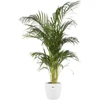 Elho Bloempot Brussels Wit D 29,5 H 27,1 Cm