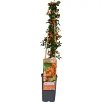 Hello Plants Vuurdoorn - 60-80 cm hoog - Geel