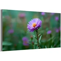 MuchoWow Aluminium schilderij 40x20 cm - Wanddecoratie metaal - Aster - Paars - Bloem - Blaadjes - Metalen muurdecoratie woonkamer - Decoratie industrieel - Foto op dibond - Industriële accessoires slaapkamer