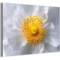 MuchoWow Aluminium schilderij 180x120 cm - Wanddecoratie metaal - Wit - Bloem - Elegant - Metalen muurdecoratie woonkamer - Decoratie industrieel - Foto op dibond - Industriële accessoires slaapkamer