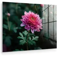 MuchoWow Glasschilderij 120x90 cm - Schilderij acrylglas - Blad - Chrysant - Roze - Schaduw - Foto op glas - Muurdecoratie woonkamer - Wanddecoratie slaapkamer - Schilderijen