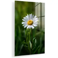 MuchoWow Glasschilderij 40x60 cm - Schilderij acrylglas - Wit - Madeliefje - Bloem - Gras - Foto op glas - Muurdecoratie woonkamer - Wanddecoratie slaapkamer - Schilderijen