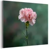 MuchoWow Aluminium schilderij 120x90 cm - Wanddecoratie metaal - Anjer - Roze - Bloemblaadjes - Metalen muurdecoratie woonkamer - Decoratie industrieel - Foto op dibond - Industriële accessoires slaapkamer