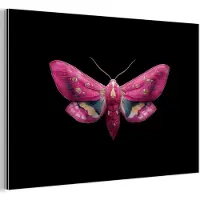 MuchoWow Aluminium schilderij 90x60 cm - Wanddecoratie metaal - Vlinder - Roze - Nachtvlinder - Metalen muurdecoratie woonkamer - Decoratie industrieel - Foto op dibond - Industriële accessoires slaapkamer