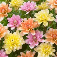 Jub holland Dahlia Waterlily Mix - 3 Stuks - Zomerbloeiers - Dahliaknollen - Tuinbloemen - Geel / Oranje / Roze - Garden Select