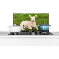 KitchenYeah Spatscherm keuken 70x30 cm - Kookplaat achterwand Schaap - Dieren - Lam - Muurbeschermer - Spatwand fornuis - Hoogwaardig aluminium