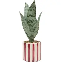 Atmosphera Kunstplant Sansevieria Chéri met keramische pot - Ø12xH38cm - Rood