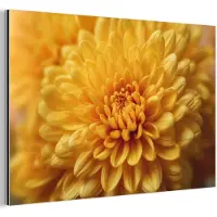 MuchoWow Aluminium schilderij 150x100 cm - Wanddecoratie metaal - Geel - Chrysant - Zachtheid - Metalen muurdecoratie woonkamer - Decoratie industrieel - Foto op dibond - Industriële accessoires slaapkamer