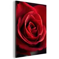 MuchoWow Aluminium schilderij 30x40 cm - Wanddecoratie metaal - Rood - Roos - Romantisch - Metalen muurdecoratie woonkamer - Decoratie industrieel - Foto op dibond - Industriële accessoires slaapkamer