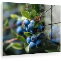 MuchoWow Glasschilderij 160x120 cm - Schilderij acrylglas - Blauwe bessen - Dauwdruppels - Natuurlijk licht - Foto op glas - Muurdecoratie woonkamer - Wanddecoratie slaapkamer - Schilderijen